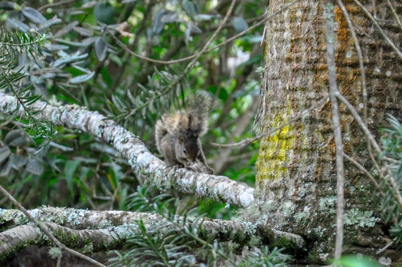Pousada Confraria Da Terra Campos do Jordão Eksteriør bilde